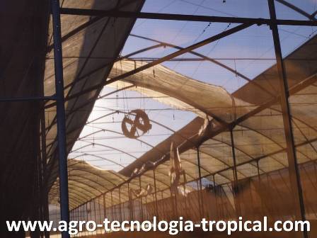 Cuando el precio no cubre costos de produccion los invernaderos se deterioran y no se reponen techos rotos